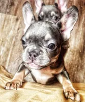 LEO, a male French Bulldog for sale in Bronx, NY – Photo 4 of 5