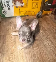 BLUE, a male French Bulldog for sale in Bronx, NY – Photo 5 of 5