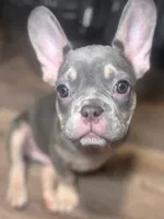 BLUE, a male French Bulldog for sale in Bronx, NY – Photo 2 of 5