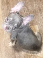 BLUE, a male French Bulldog for sale in Bronx, NY – Photo 3 of 5