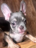 BLUE, a male French Bulldog for sale in Bronx, NY – Photo 4 of 5