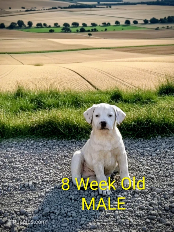 Labraheeler – Australian Cattle Dog, Labrador Retriever puppy for sale in Manzanola, CO