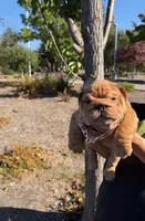 Clifford , a male English Bulldog for sale in Santa Rosa, CA – 2 of 5