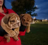 Bluey , a male English Bulldog for sale in Santa Rosa, CA – 1 of 4