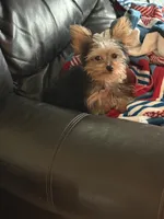 Kylo , a male Yorkshire Terrier for sale in Santa Rosa, CA – 5 of 6