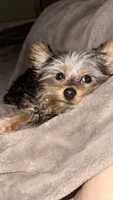 Kylo , a male Yorkshire Terrier for sale in Santa Rosa, CA – 1 of 6