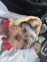 Kylo , a male Yorkshire Terrier for sale in Santa Rosa, CA – 6 of 6