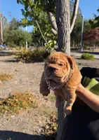 Clifford , a male English Bulldog for sale in Santa Rosa, CA – 1 of 5
