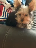 Kylo , a male Yorkshire Terrier for sale in Santa Rosa, CA – 3 of 6