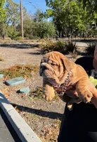 Bluey , a male English Bulldog for sale in Santa Rosa, CA – 2 of 4