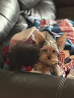 Kylo , a male Yorkshire Terrier for sale in Santa Rosa, CA – 4 of 6