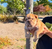 Coco, a male English Bulldog for sale in Santa Rosa, CA – 2 of 4