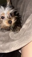 Kylo , a male Yorkshire Terrier for sale in Santa Rosa, CA – 2 of 6