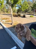 Clifford , a male English Bulldog for sale in Santa Rosa, CA – 4 of 5