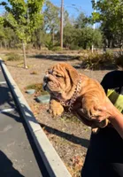 Bluey , a male English Bulldog for sale in Santa Rosa, CA – 4 of 4