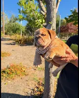 Coco, a male English Bulldog for sale in Santa Rosa, CA – 1 of 4