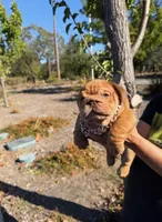 Clifford , a male English Bulldog for sale in Santa Rosa, CA – 3 of 5