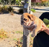 Coco, a male English Bulldog for sale in Santa Rosa, CA – 4 of 4