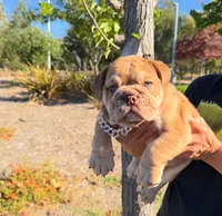 Coco, a male English Bulldog for sale in Santa Rosa, CA – 3 of 4
