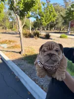 Clifford , a male English Bulldog for sale in Santa Rosa, CA – 5 of 5