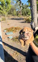 Bluey , a male English Bulldog for sale in Santa Rosa, CA – 3 of 4