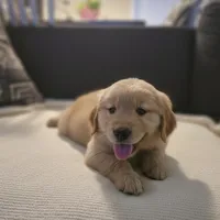 ROCKET , a male Golden Retriever for sale in Houston, TX – Photo 1 of 2