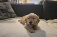 ROCKET , a male Golden Retriever for sale in Houston, TX – Photo 1 of 2