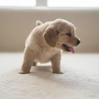 ROCKET , a male Golden Retriever for sale in Houston, TX – Photo 2 of 2