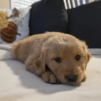 Nugget, a male Golden Retriever for sale in Houston, TX – Photo 2 of 2