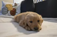 Nugget, a male Golden Retriever for sale in Houston, TX – Photo 2 of 2