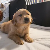 Nugget, a male Golden Retriever for sale in Houston, TX – Photo 1 of 2