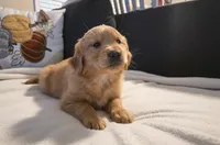 Nugget, a male Golden Retriever for sale in Houston, TX – Photo 1 of 2