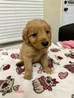 Pascal, a male Golden Retriever for sale in Houston, TX – Photo 1 of 4