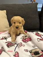 Pascal, a male Golden Retriever for sale in Houston, TX – Photo 3 of 4