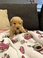 Pascal, a male Golden Retriever for sale in Houston, TX – Photo 4 of 4