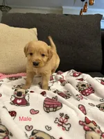 Pascal, a male Golden Retriever for sale in Houston, TX – Photo 2 of 4