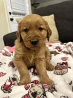 Booker, a male Golden Retriever for sale in Houston, TX – Photo 1 of 3