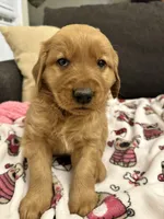 Booker, a male Golden Retriever for sale in Houston, TX – Photo 2 of 3