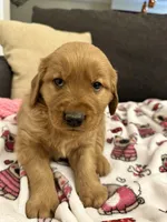 Booker, a male Golden Retriever for sale in Houston, TX – Photo 3 of 3