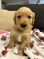 Sable, a female Golden Retriever for sale in Houston, TX – Photo 3 of 3