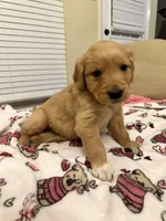 Sable, a female Golden Retriever for sale in Houston, TX – Photo 2 of 3