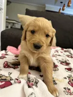 Sable, a female Golden Retriever for sale in Houston, TX – Photo 1 of 3