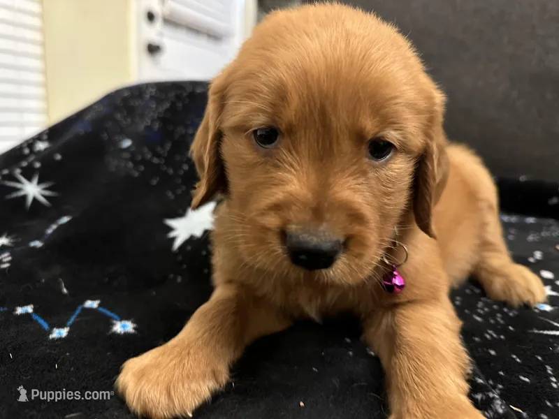 Purple, a female Golden Retriever for sale in Houston, TX – Photo 1 of 6