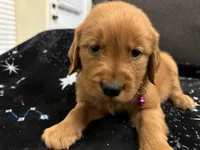 Purple, a female Golden Retriever for sale in Houston, TX – Photo 1 of 6