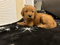 Purple, a female Golden Retriever for sale in Houston, TX – Photo 5 of 6