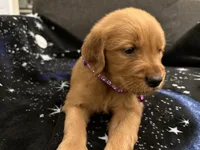 Purple, a female Golden Retriever for sale in Houston, TX – Photo 6 of 6