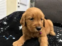 Purple, a female Golden Retriever for sale in Houston, TX – Photo 4 of 6