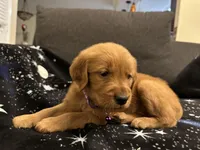 Purple, a female Golden Retriever for sale in Houston, TX – Photo 2 of 6