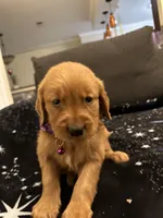 Purple, a female Golden Retriever for sale in Houston, TX – Photo 3 of 6