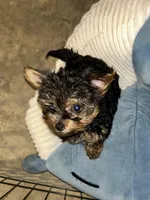 No Name, a female Yorkshire Terrier for sale in Burbank, IL – Photo 2 of 2